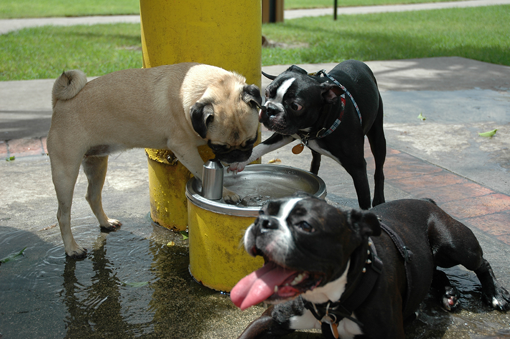 dog-park-fountain